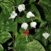 flower_la_v_0359_ecu1081.jpg